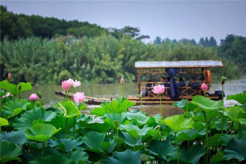 你心動的,都在這 沙家浜景區在四季與你訴說 她 的故事